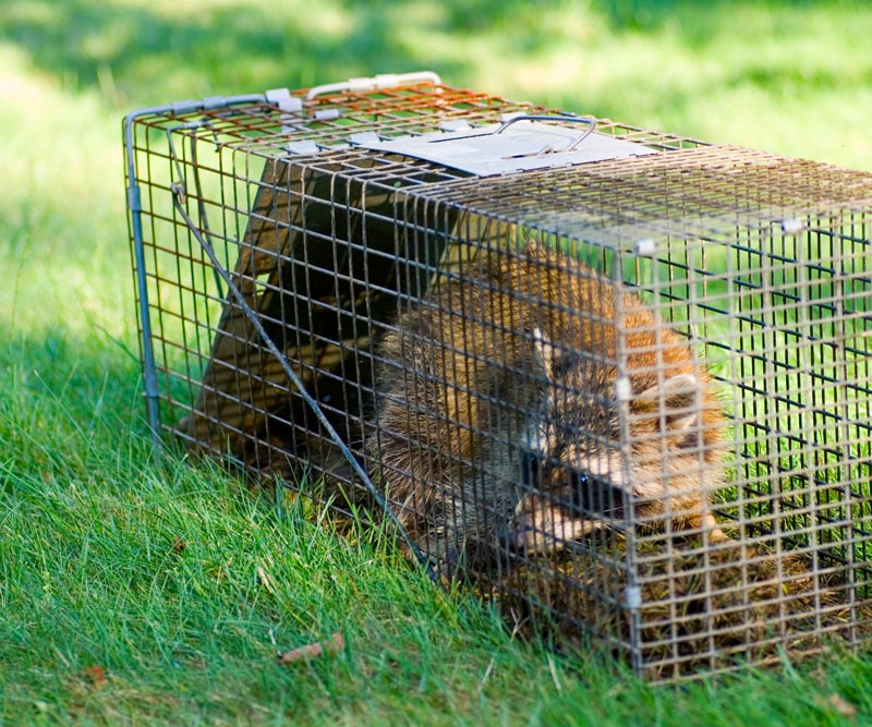Wildlife control insurance from critterpro