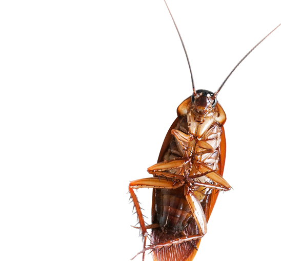 Pest Control Industry Insurance